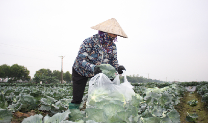 Giá rau sẽ sớm 'hạ nhiệt', nguồn cung dồi dào dịp cuối năm