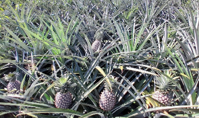 Dứa Cayenne giúp người dân Mường Nhà làm giàu