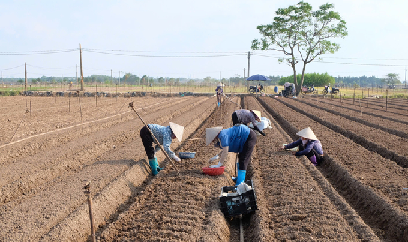 Hà Nội dồn lực phục hồi rau màu sau bão số 3