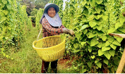 7.000 gốc sương sâm cho thu nhập mỗi tháng 20 triệu đồng