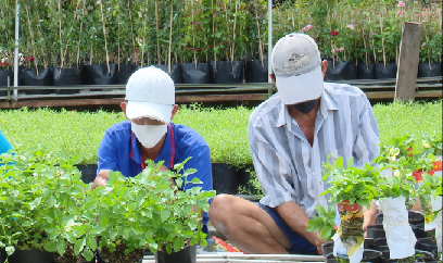 Làng hoa Sa Đéc hối hả phục hồi sản xuất sau dịch Covid-19