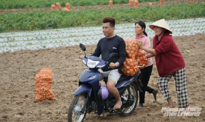 Người trồng khoai tây đón lộc lớn sau Tết