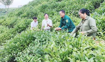 Chuyển đổi cây trồng - hướng đi chiến lược của Lào Cai