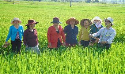 Lúa đông xuân Bình Định đối diện áp lực sâu, bệnh lớn