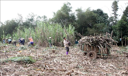 Tuyên Quang xử lý nghiêm việc tranh mua, tranh bán nguyên liệu mía