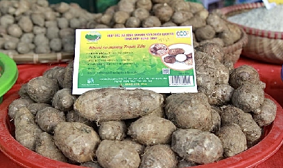 Nông nghiệp sinh thái kết hợp tri thức truyền thống của người Mông