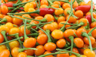 50 triệu đồng một kg ớt 