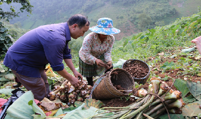 Khoai sọ nương cho thu nhập 120 triệu đồng/ha