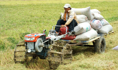 An Giang thắng lợi toàn diện vụ lúa đông xuân