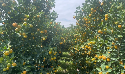 Trồng quất cảnh, lối đi mới cho nông nghiệp đô thị Quảng Ngãi