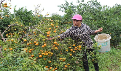 Đắng lòng quýt ngọt