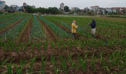 Nghề trồng hoa phải chấp nhận 'ăn không đúng bữa, ngủ không đúng giờ'