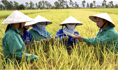 Xây dựng thương hiệu lúa gạo Thái Bình chinh phục thị trường thế giới