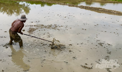 Vĩnh Long xuống giống 20.000ha lúa thu đông