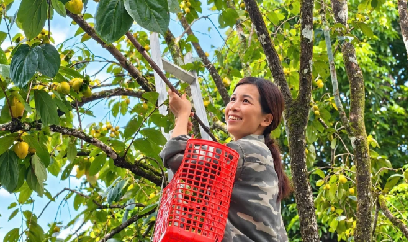 Trồng hồng không lo nghèo