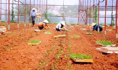 Nông dân Lâm Đồng xuống giống vụ rau mới
