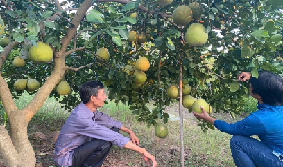 Giống bưởi ruột đỏ, vỏ bóc dễ như cam, ăn giòn ngọt