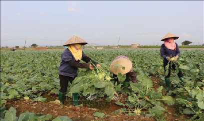 'Lao đao' su hào, bắp cải Bắc Ninh