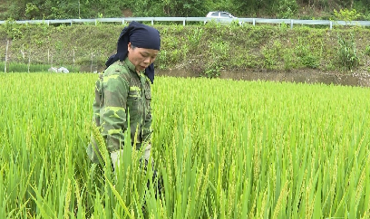 Thái Nguyên: Rầy gây bùng phát mạnh trên lúa mùa