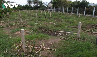 Long An: Nhiều nông dân phá bỏ vườn thanh long do thua lỗ
