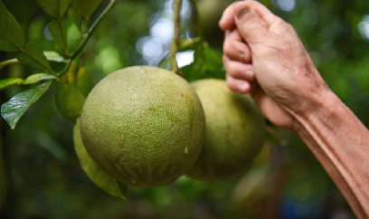 Giống bưởi chua ở đầu tôm, ngọt cuối tôm