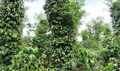 Giá duy trì ở mức cao, người trồng tiêu phấn khởi