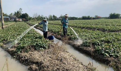 Mỹ Thuận xây thương hiệu 'ruộng sạch, khoai ngon'