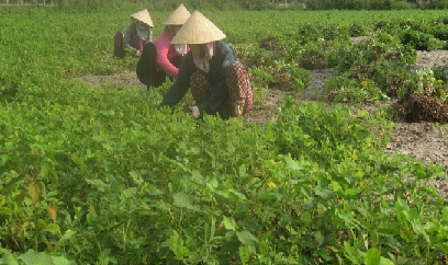 Nhiều điều ngạc nhiên ở nơi có năng suất lạc cao nhất nước