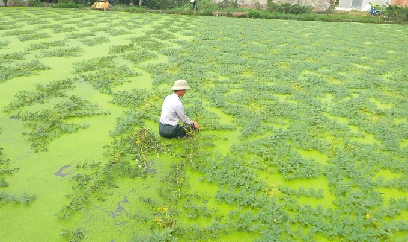 Hành trình 'cam Sài Gòn' bén duyên đất Nam Đông