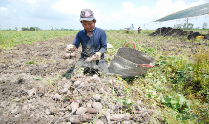 Lập bản đồ nông nghiệp để định hướng phát triển khoai lang