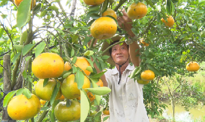 Mưa trái mùa uy hiếp hoa tết