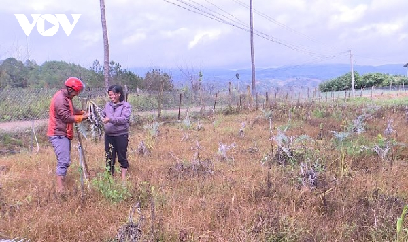 Atiso không bán được, người trồng lao đao