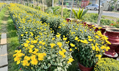 Làng hoa, cây cảnh: Cúc rực vàng, đào mai khoe sắc