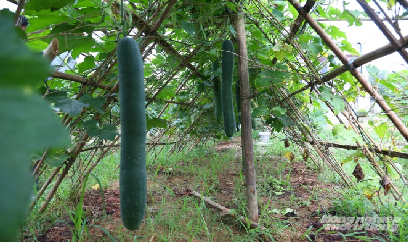 Hưng Khánh mở rộng trồng bí đao xanh