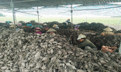 Giá khoai lang Nhật thấp kỷ lục