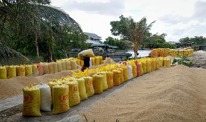 Khó chuyển nông sản miền Tây từ đồng ruộng tới điểm tập kết