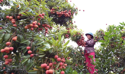 Tủ gốc, tưới nước lên tán cây ăn quả vào sáng sớm để chống rét
