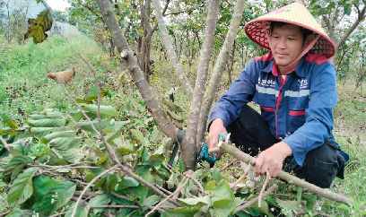 Trồng na 'không làm phiền đất'