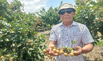 Thanh nhãn Thới Hưng vào vụ, giá 70.000 - 90.000 đồng/kg