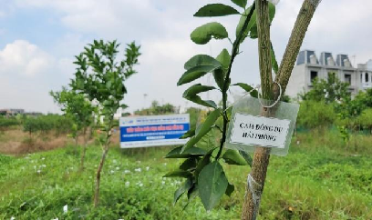 Khôi phục thành giống cam 'tiến vua' từ thời Trần