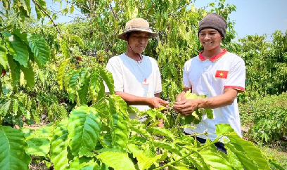Gia Lai tăng tốc chuyển đổi cây trồng