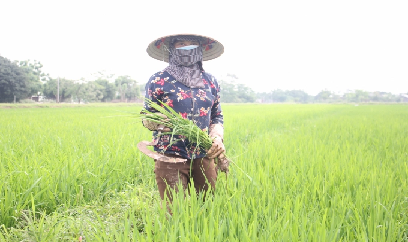 Vụ đông xuân buồn vui lẫn lộn