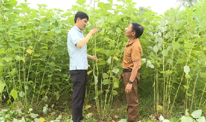 Cây gai xanh AP1, giống cây lạ dần quen với xóm bản