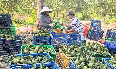 Cam sành rớt giá và bài học sản xuất theo trào lưu