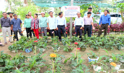Hoa đồng tiền 'mang tiền' đến Gia An Nam