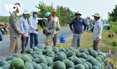 Vụ dưa đón Tết trên đất mặn, giúp người dân tăng thu nhập