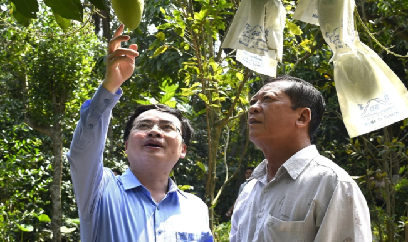 Nhiều giải pháp kỹ thuật nâng cao hiệu quả sản xuất xoài cát Hòa Lộc