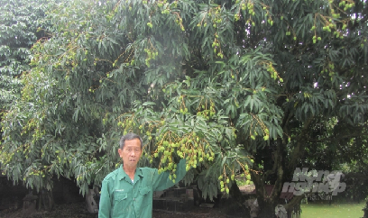 Vải lai chín sớm quả sai trĩu trịt