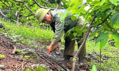 Tưới thông minh cho cây ăn quả: Tiếp nước cho na trái vụ trên núi đá