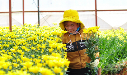 Nông dân Đà Lạt gạt nước mắt, tái đầu tư